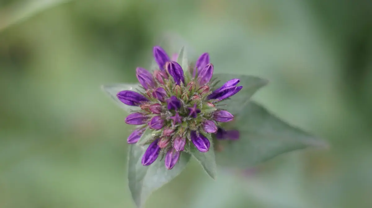 bakuchiol products by Ecopol Tech