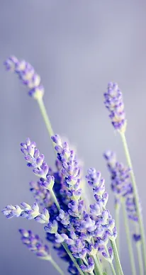 ECOCAPS-LAVENDER products by Ecopol Tech